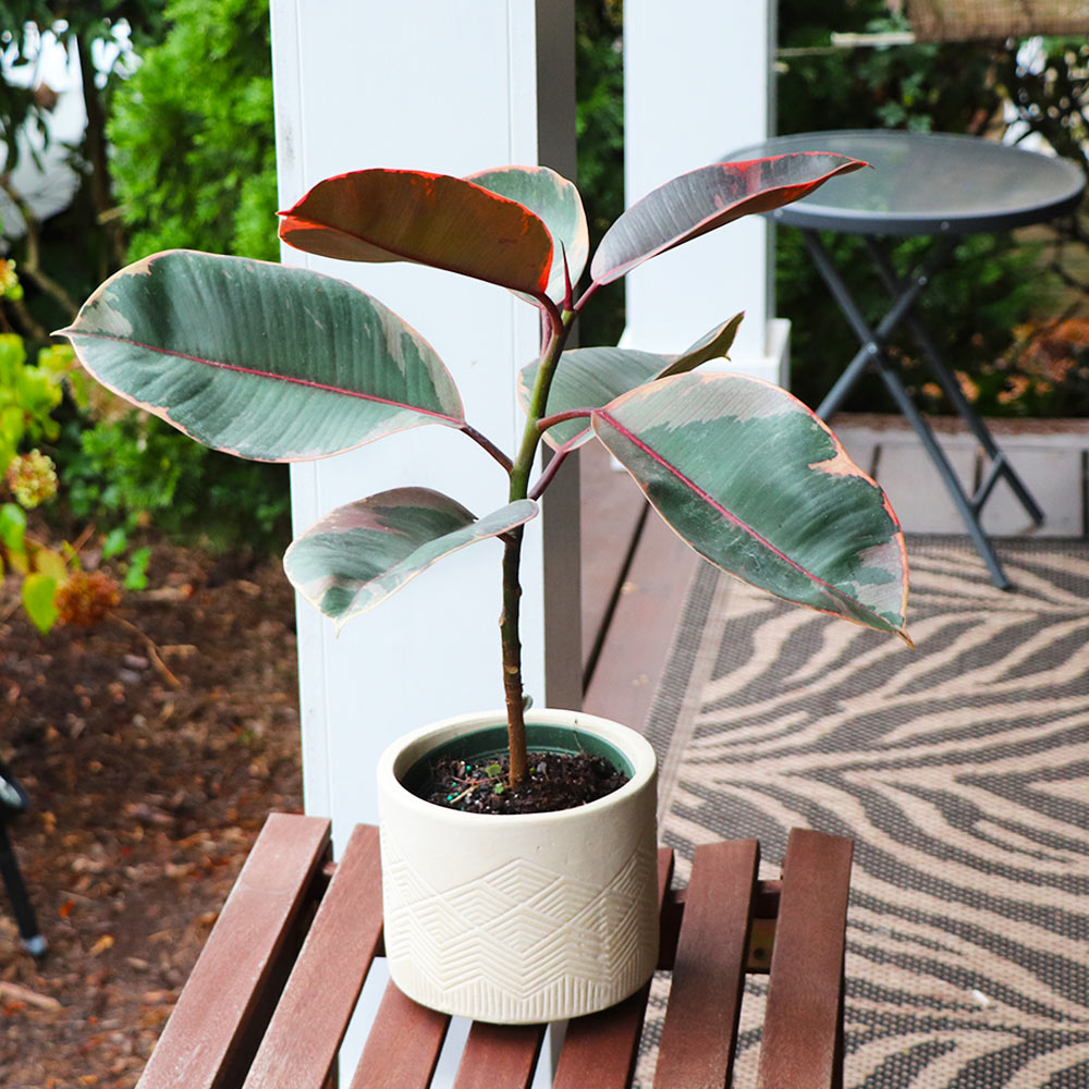 Ficus Ruby (Variegated Rubber Plant) - Image 3