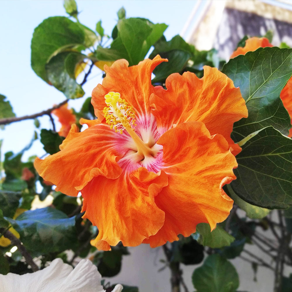 Fiesta Hibiscus - Image 2