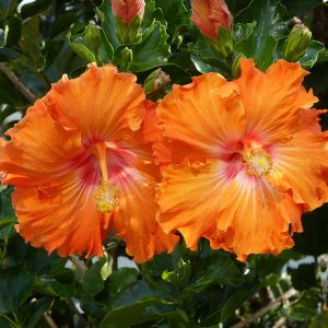 Fiesta Hibiscus