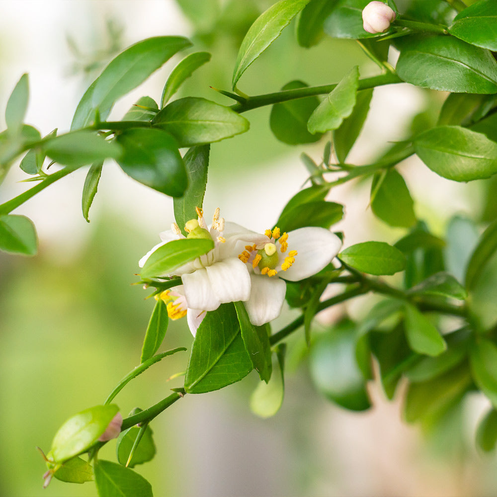 Australian Finger Lime Tree - Image 5