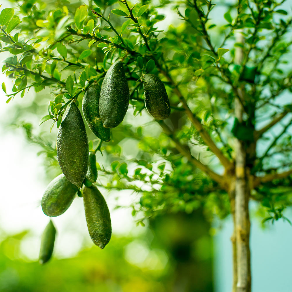 Australian Finger Lime Tree - Image 3