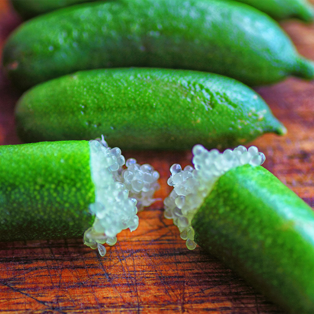 Australian Finger Lime Tree - Image 2