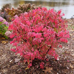 Proven Winners® Fire Ball Seedless™ Burning Bush