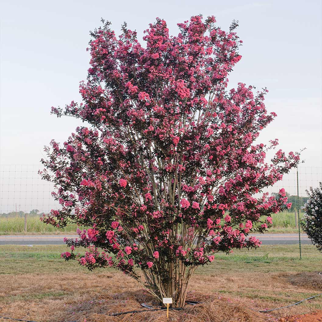 First Editions® Twilight Magic™ Crape Myrtle - Image 3