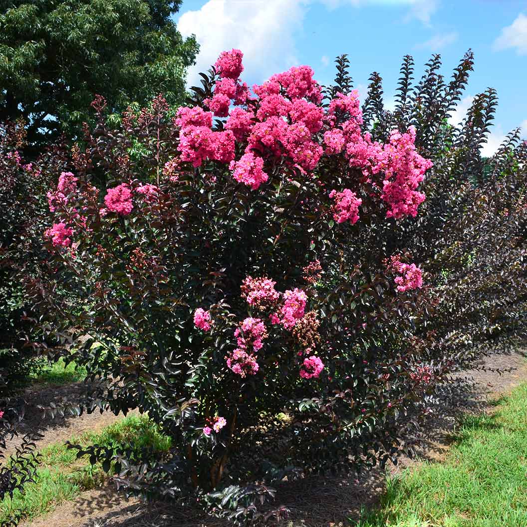 First Editions® Twilight Magic™ Crape Myrtle - Image 2