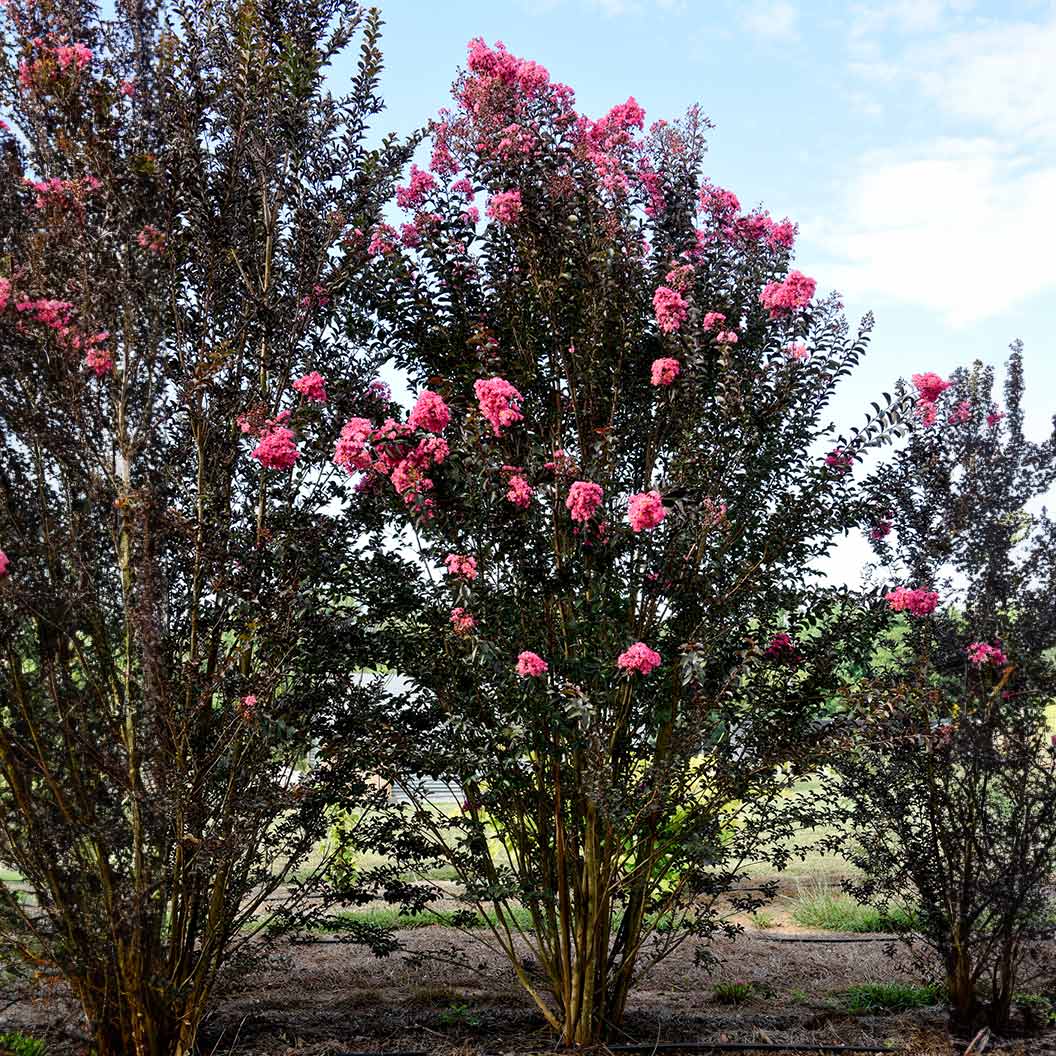 First Editions® Twilight Magic™ Crape Myrtle - Image 4