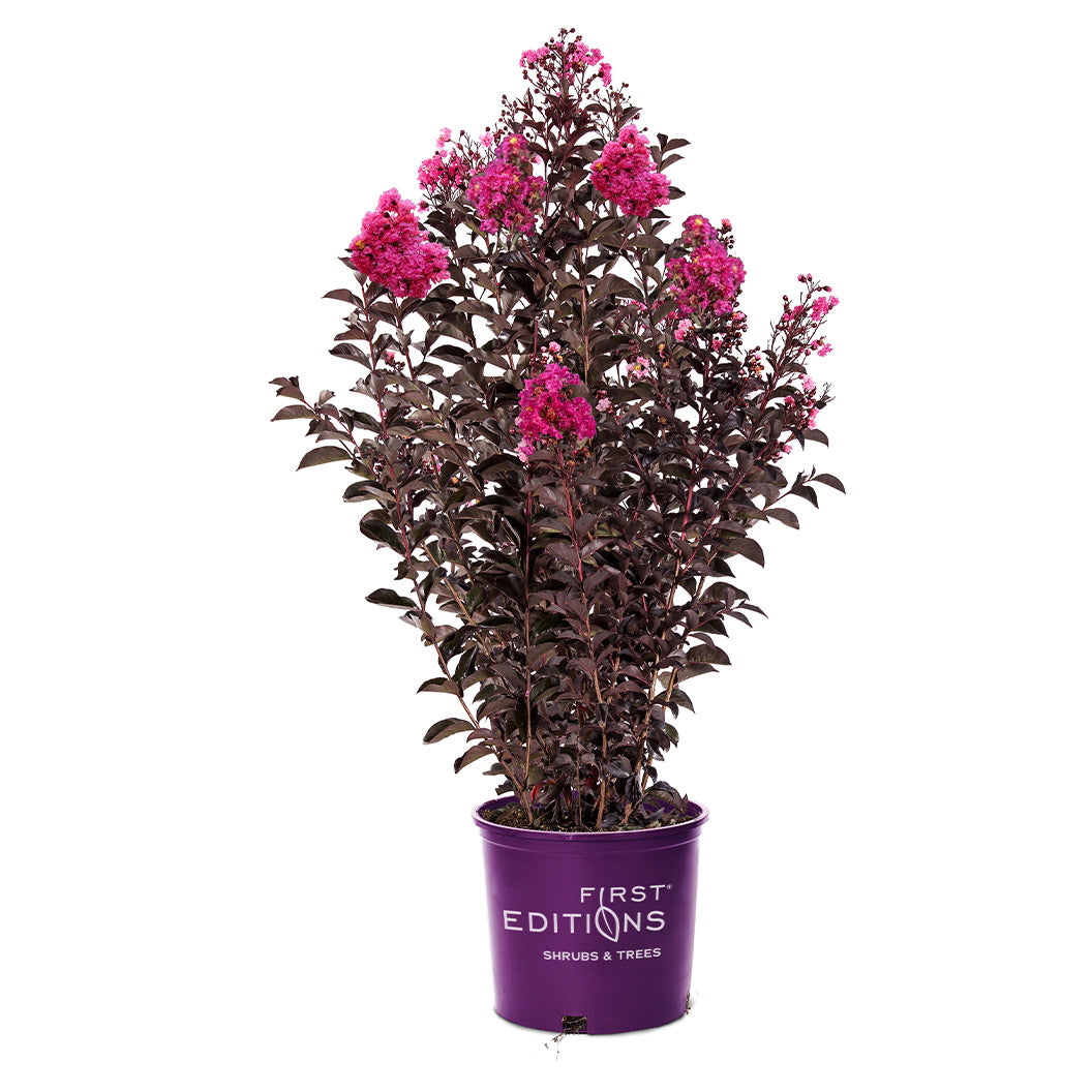 First Editions® Twilight Magic™ Crape Myrtle - Image 5