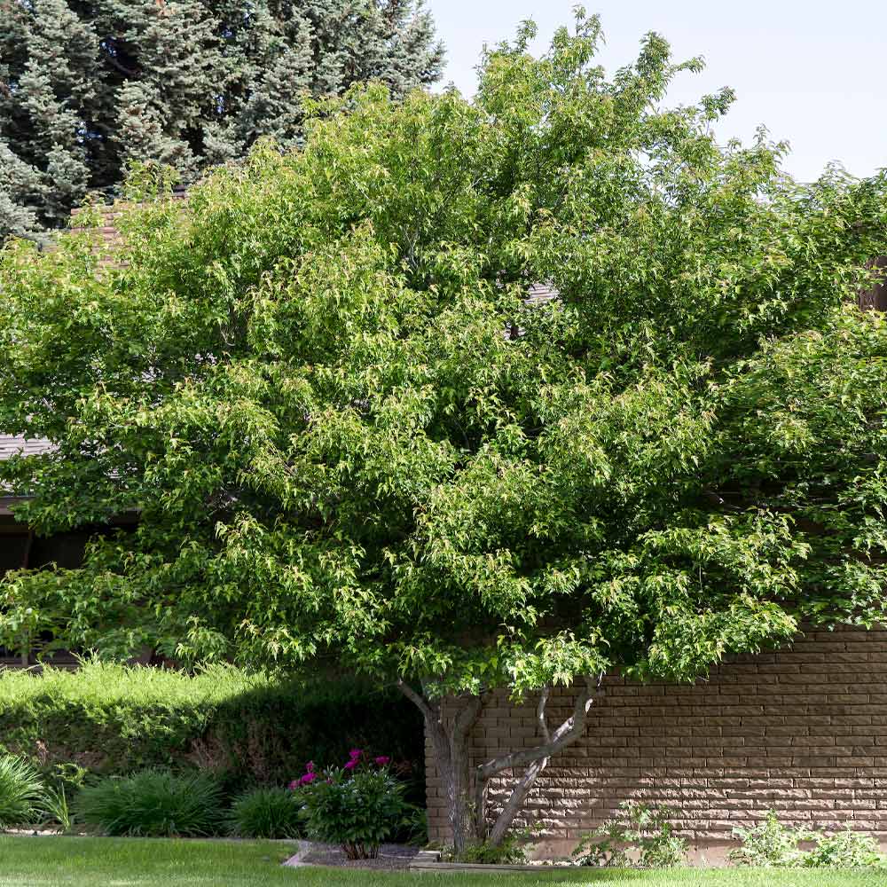 Flame Amur Dwarf Maple Tree - Image 2