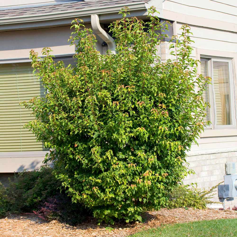 Flame Amur Dwarf Maple Tree - Image 3