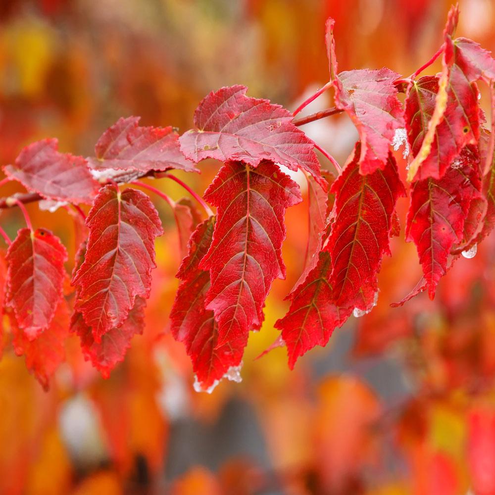 Flame Amur Dwarf Maple Tree - Image 4