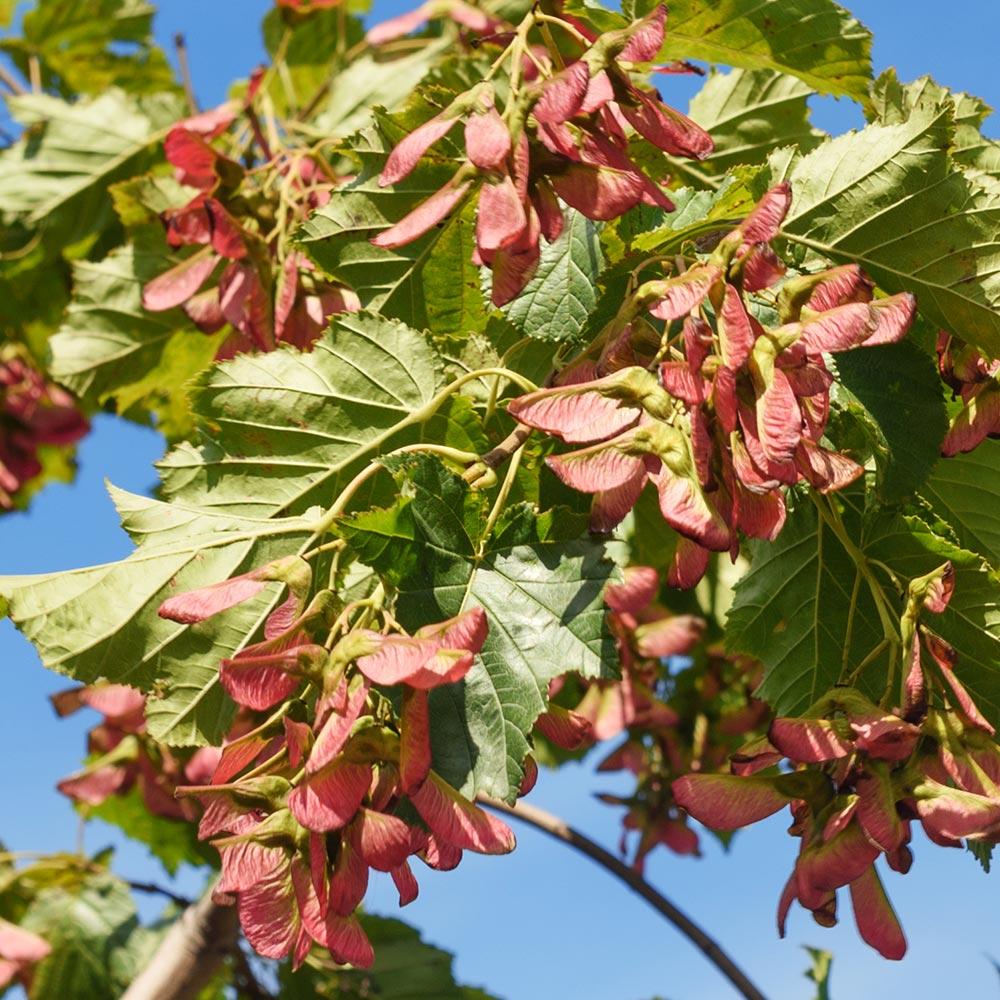 Flame Amur Dwarf Maple Tree - Image 5