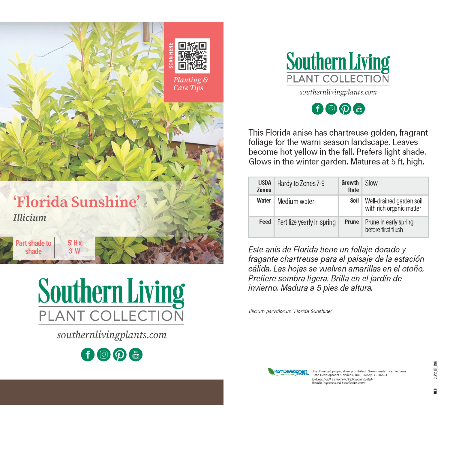 Southern Living® Florida Sunshine Illicium - Image 4