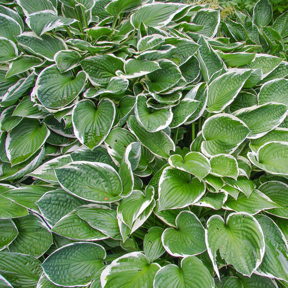 Francee Hosta Plant - Image 2