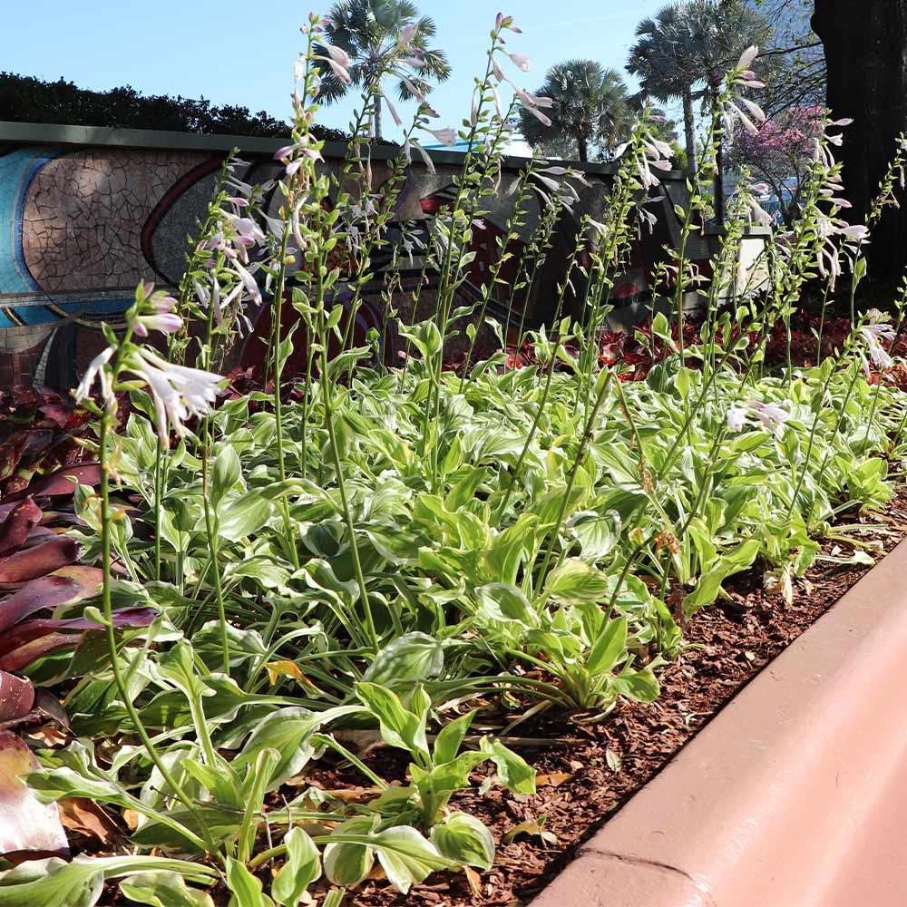 Francee Hosta Plant - Image 3