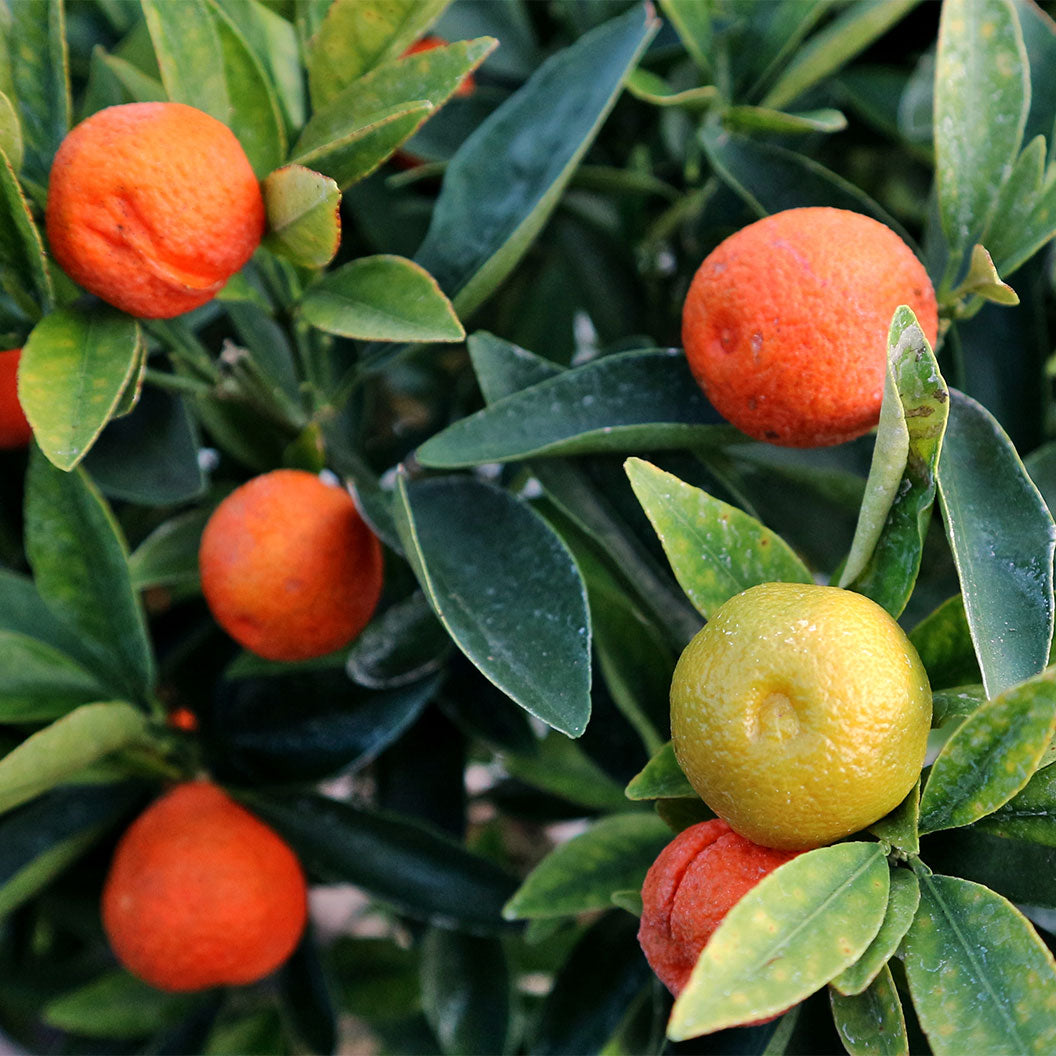 Fukushu Kumquat Tree - Image 2