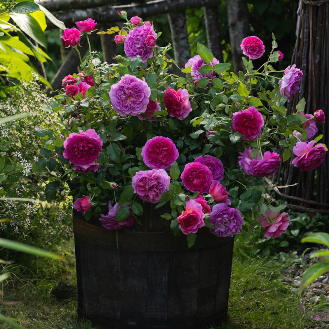 David Austin® Gabriel Oak™ Rose Shrub - Image 3