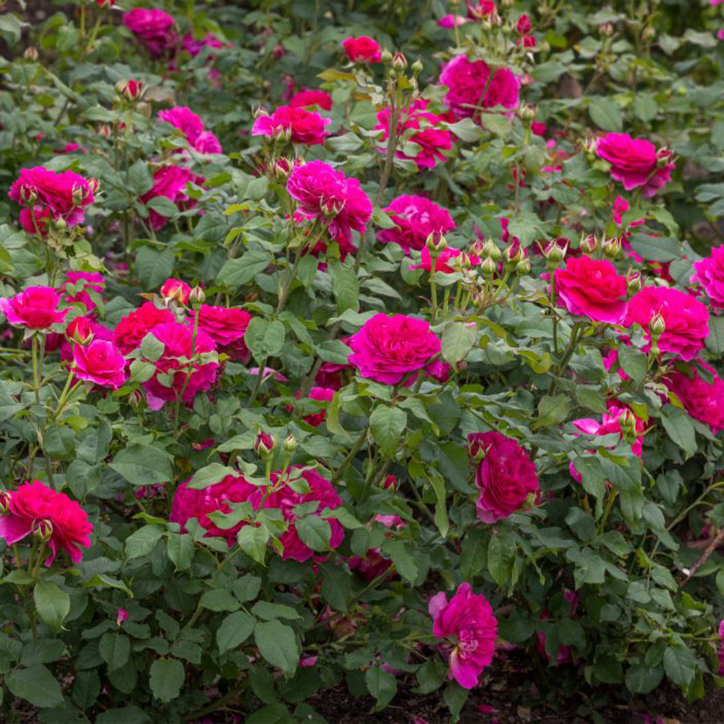 David Austin® Gabriel Oak™ Rose Shrub - Image 2
