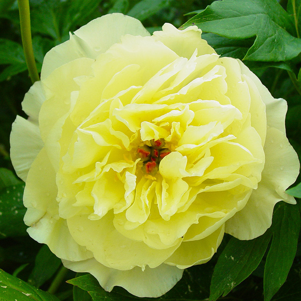 Garden Candy® Amy Jo Itoh Peony Plant - Image 2