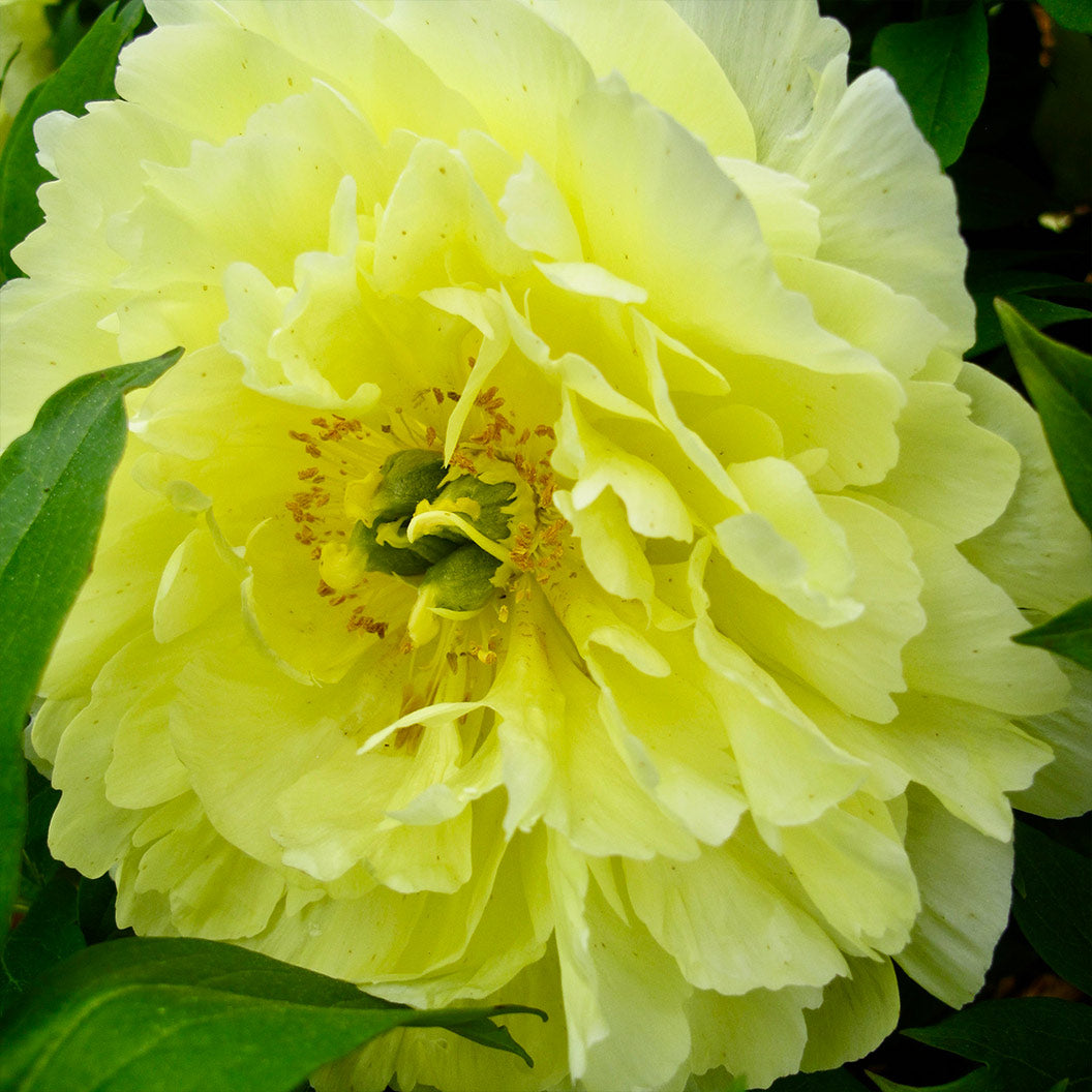 Garden Candy® Amy Jo Itoh Peony Plant - Image 3