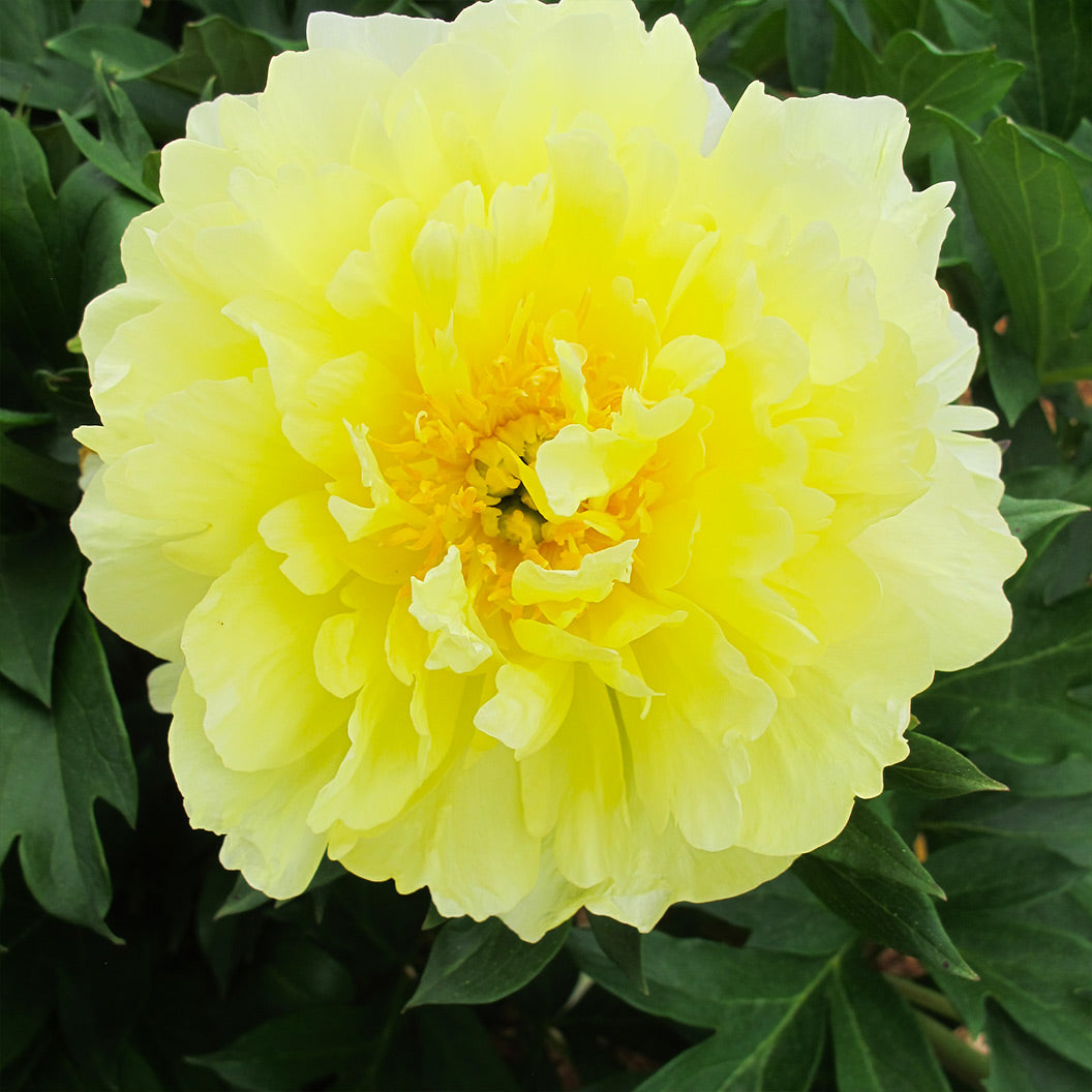 Garden Candy® Amy Jo Itoh Peony Plant - Image 4