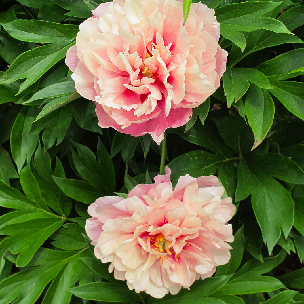 Garden Candy® Double Bubble Pink™ Itoh Peony Plant - Image 3