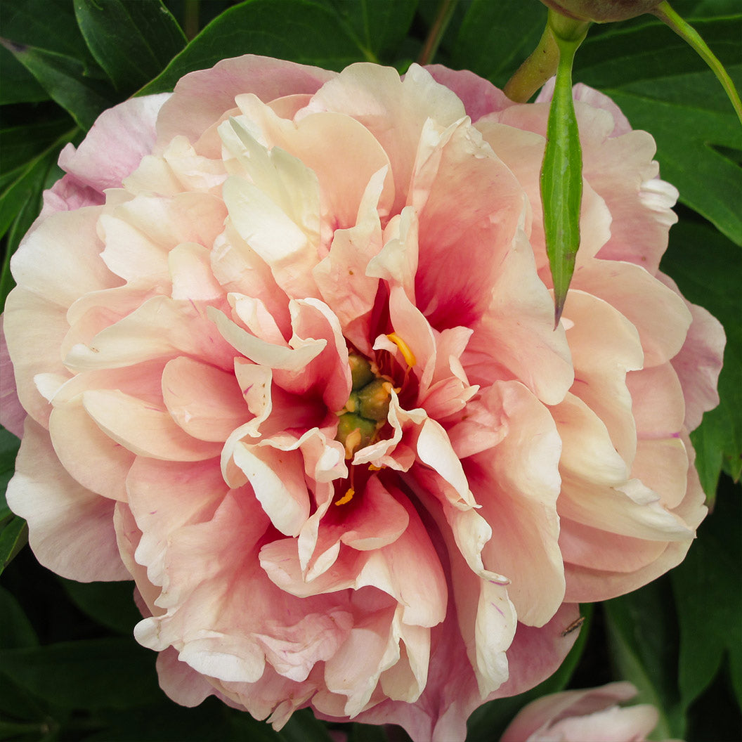 Garden Candy® Double Bubble Pink™ Itoh Peony Plant - Image 4