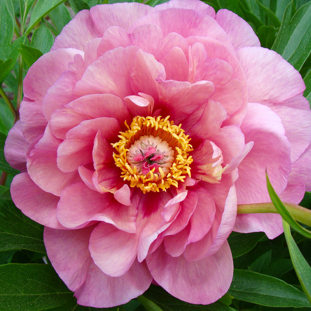 Garden Candy® Double Bubble Pink™ Itoh Peony Plant - Image 2