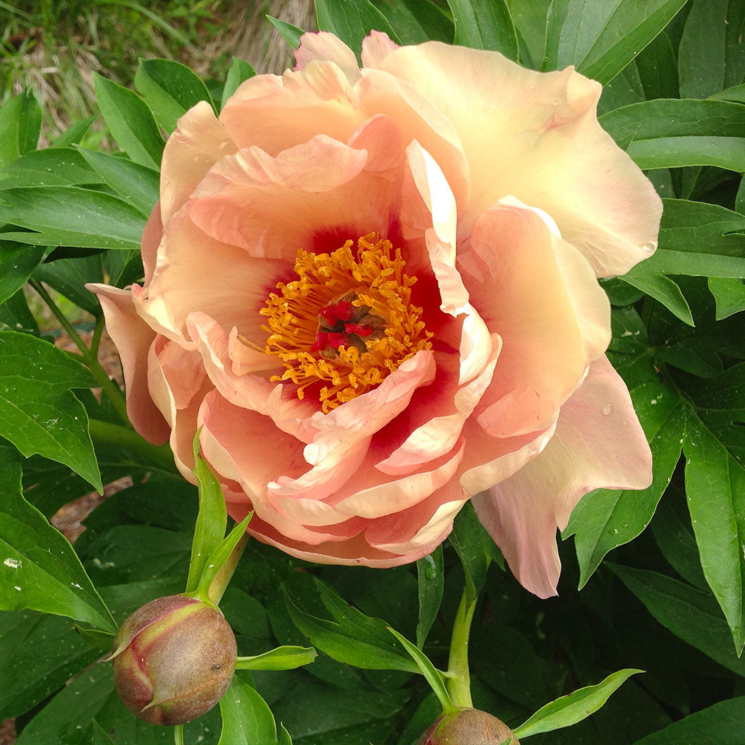 Garden Candy® Peach A Licious™ Itoh Peony Plant - Image 2