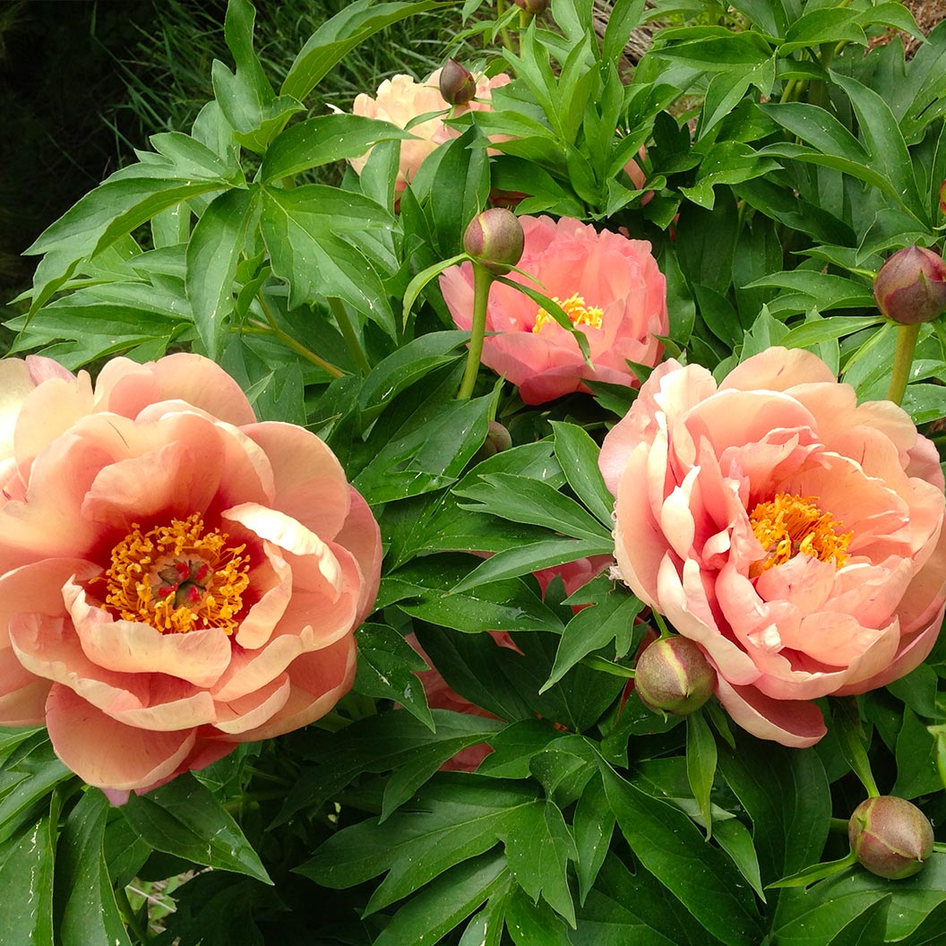 Garden Candy® Peach A Licious™ Itoh Peony Plant - Image 3