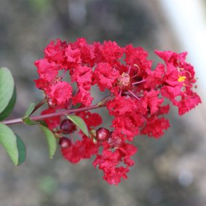 Garnet King™ Emerald Empire® Crape Myrtle Tree