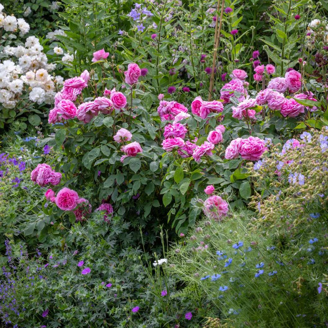 David Austin® Gertrude Jekyll® Rose Shrub - Image 3