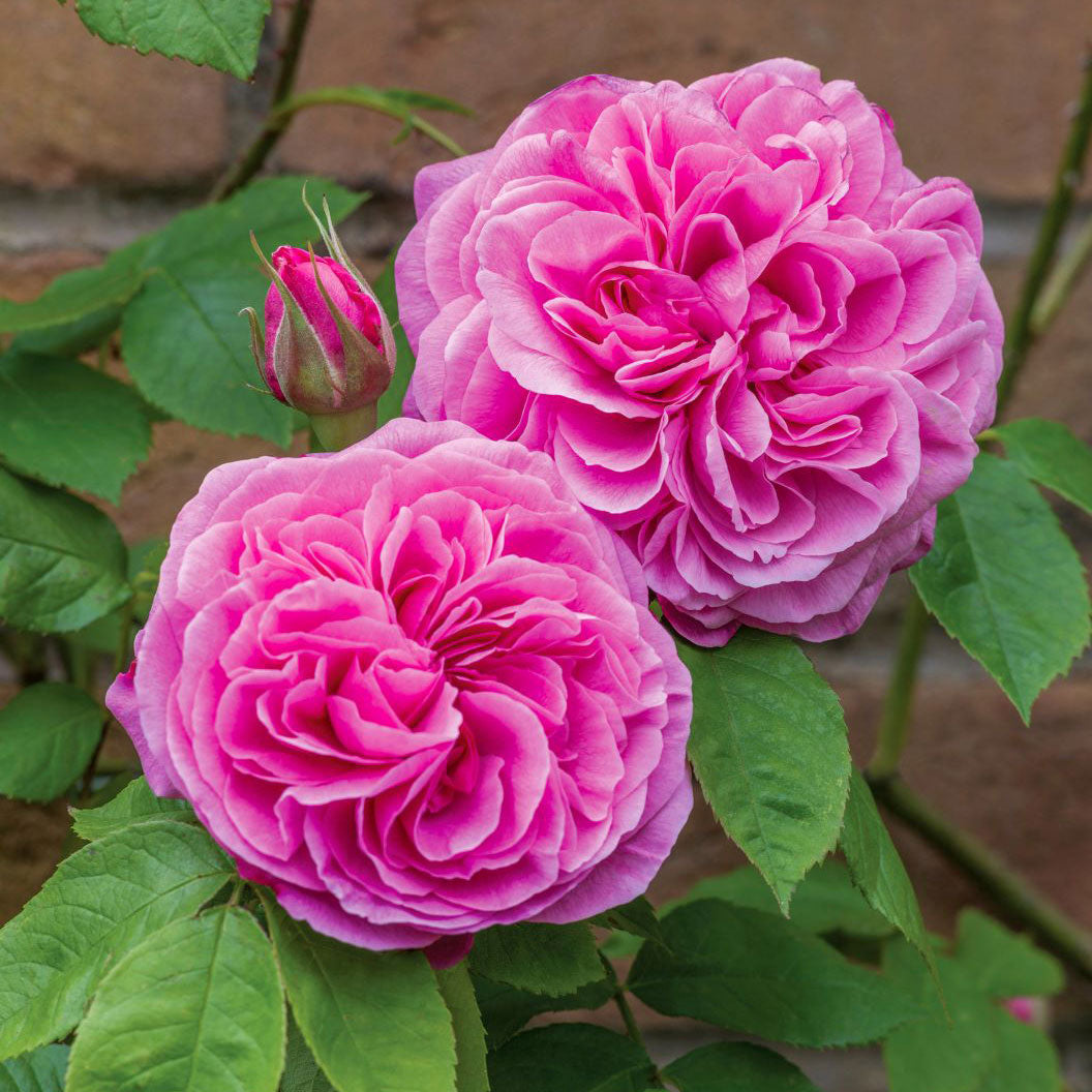 David Austin® Gertrude Jekyll® Rose Shrub - Image 2