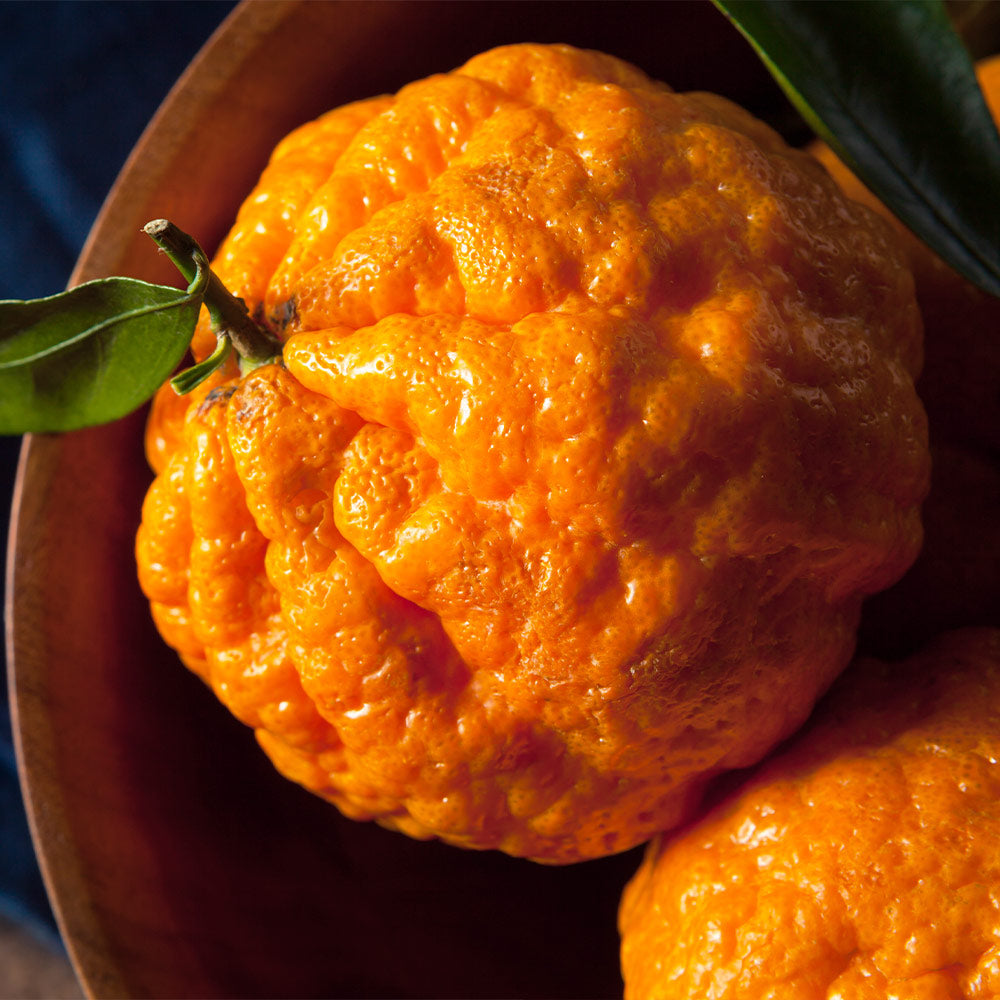 Gold Nugget Mandarin Tree - Image 3