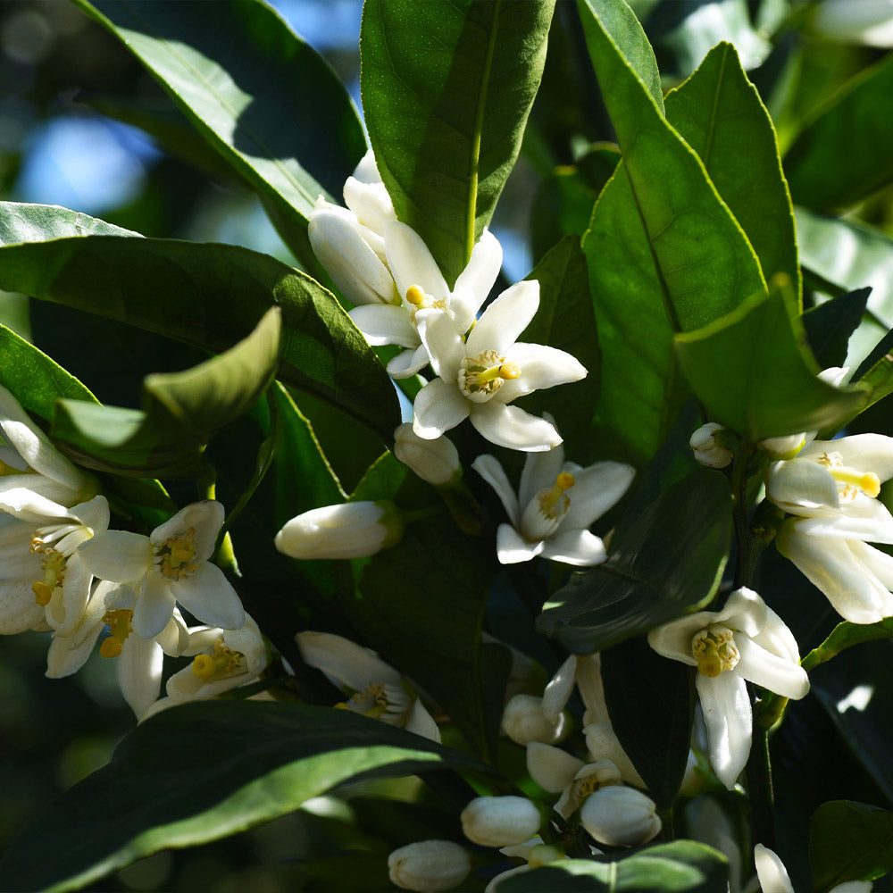 Gold Nugget Mandarin Tree - Image 4