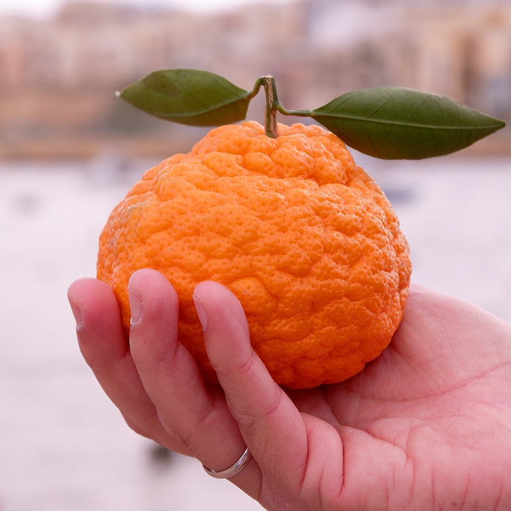 Gold Nugget Mandarin Tree - Image 2