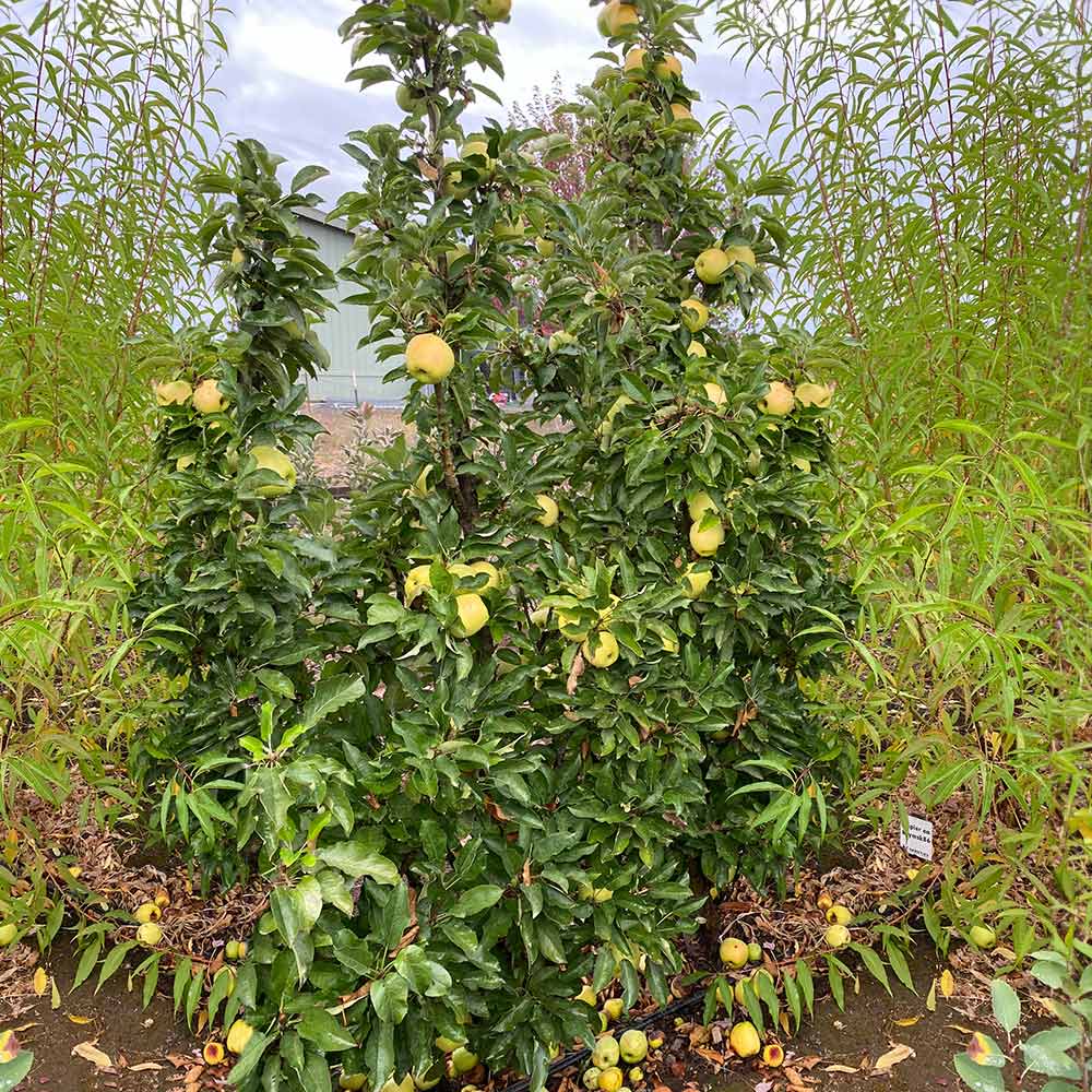 Fruit Snacks® Golden Treat™ Columnar Apple Tree - Image 2