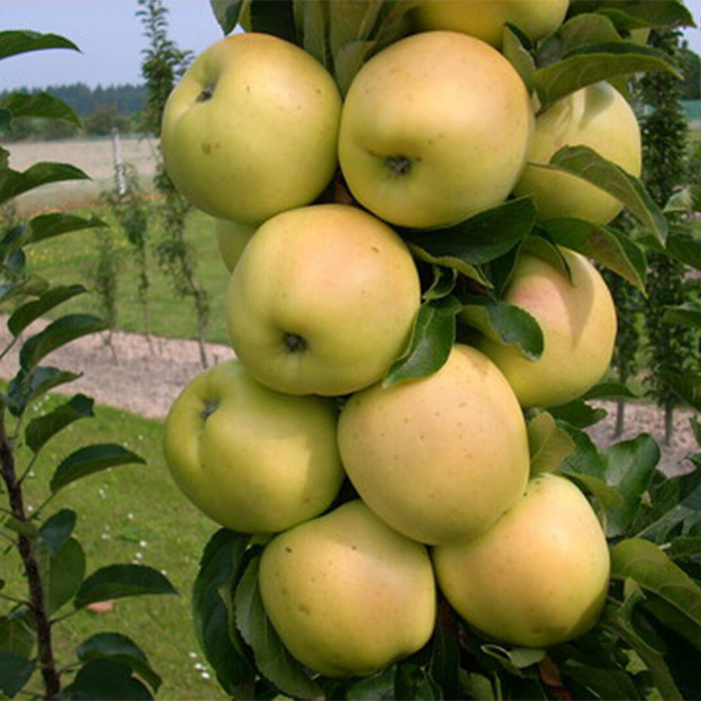 Fruit Snacks® Golden Treat™ Columnar Apple Tree - Image 3