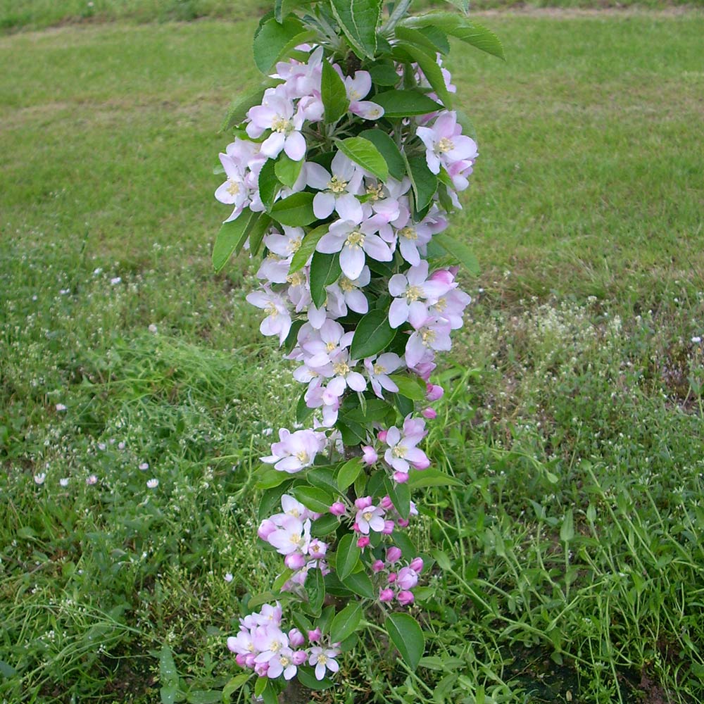 Fruit Snacks® Golden Treat™ Columnar Apple Tree - Image 4