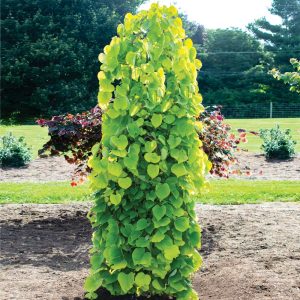 Bloomables® Golden Falls® Redbud Tree
