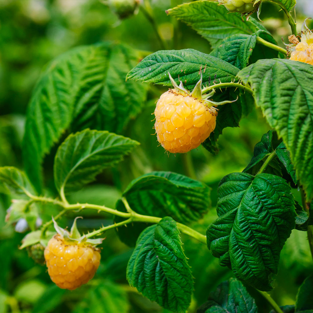 Golden Raspberry California - Image 4