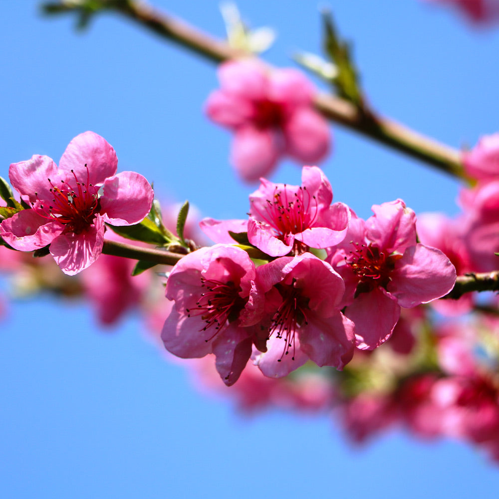 Goldmine Nectarine Tree - Image 3