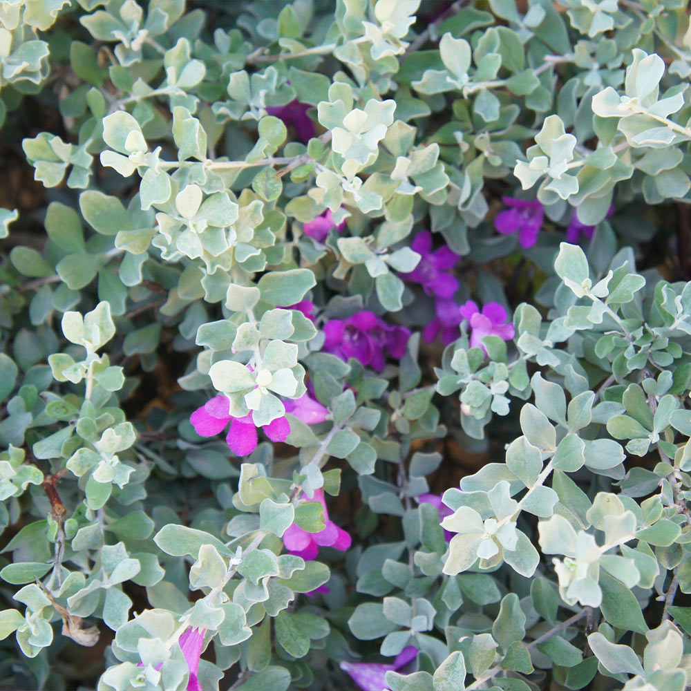 Green Cloud Texas Sage Shrub - Image 2