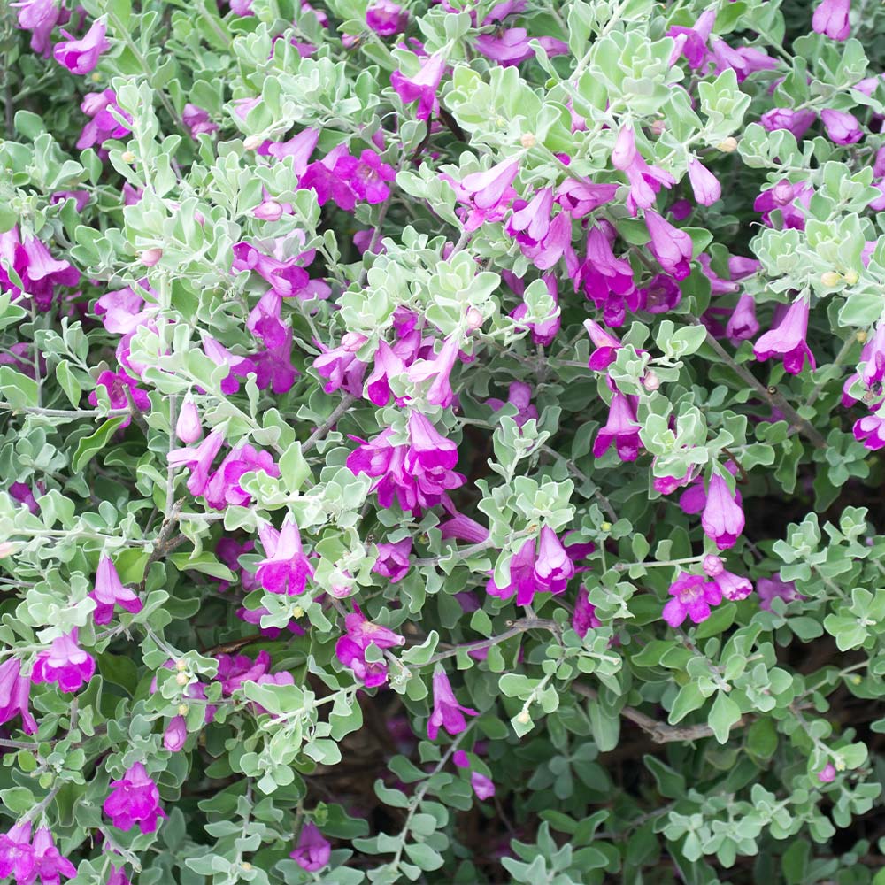 Green Cloud Texas Sage Shrub - Image 3