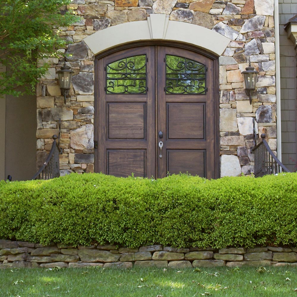 Green Mountain Boxwood Shrub - Image 2