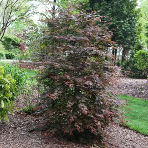 Hot Chana® Japanese Maple Tree
