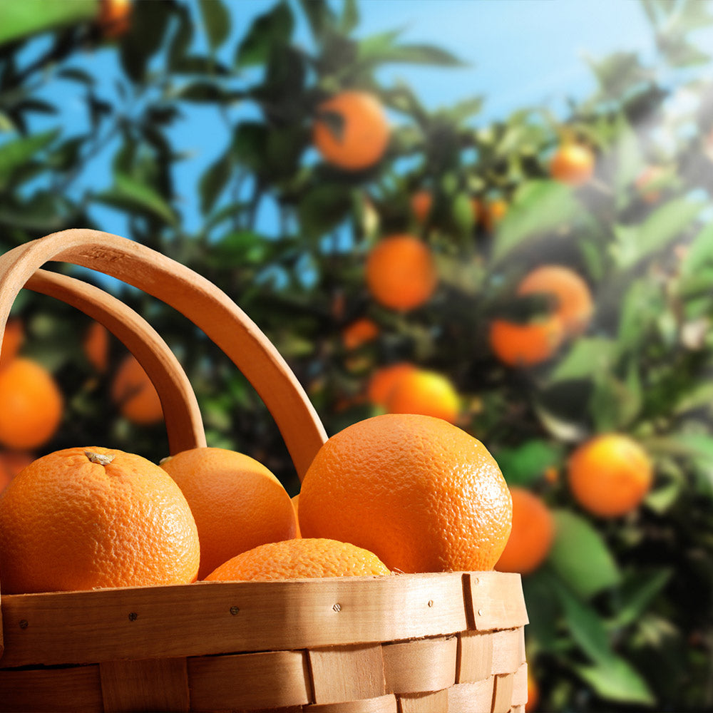 Hamlin Sweet Orange Tree - Image 2