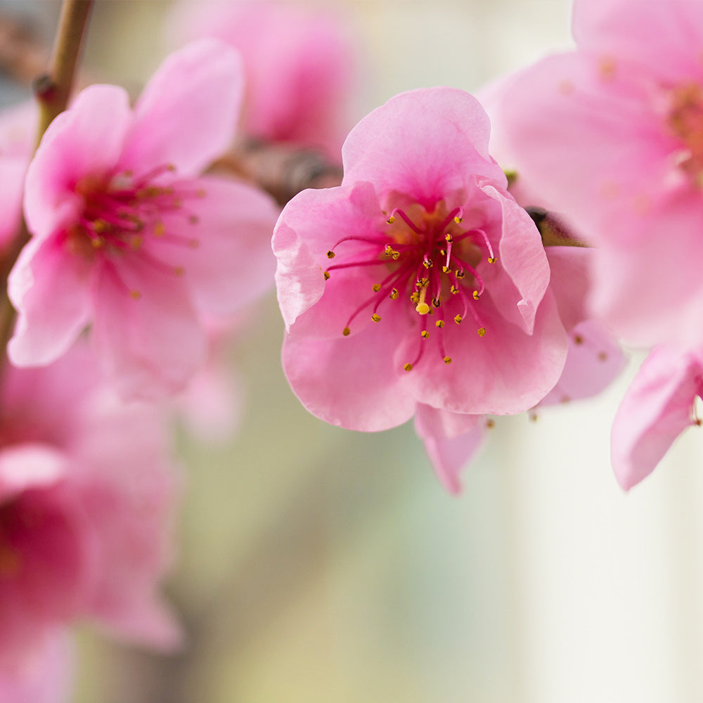 Harko Nectarine Tree - Image 3