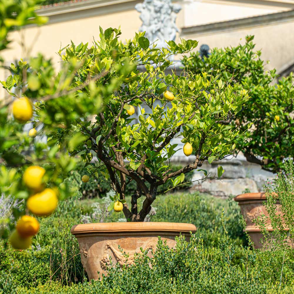 Harvey Lemon Tree - Image 2