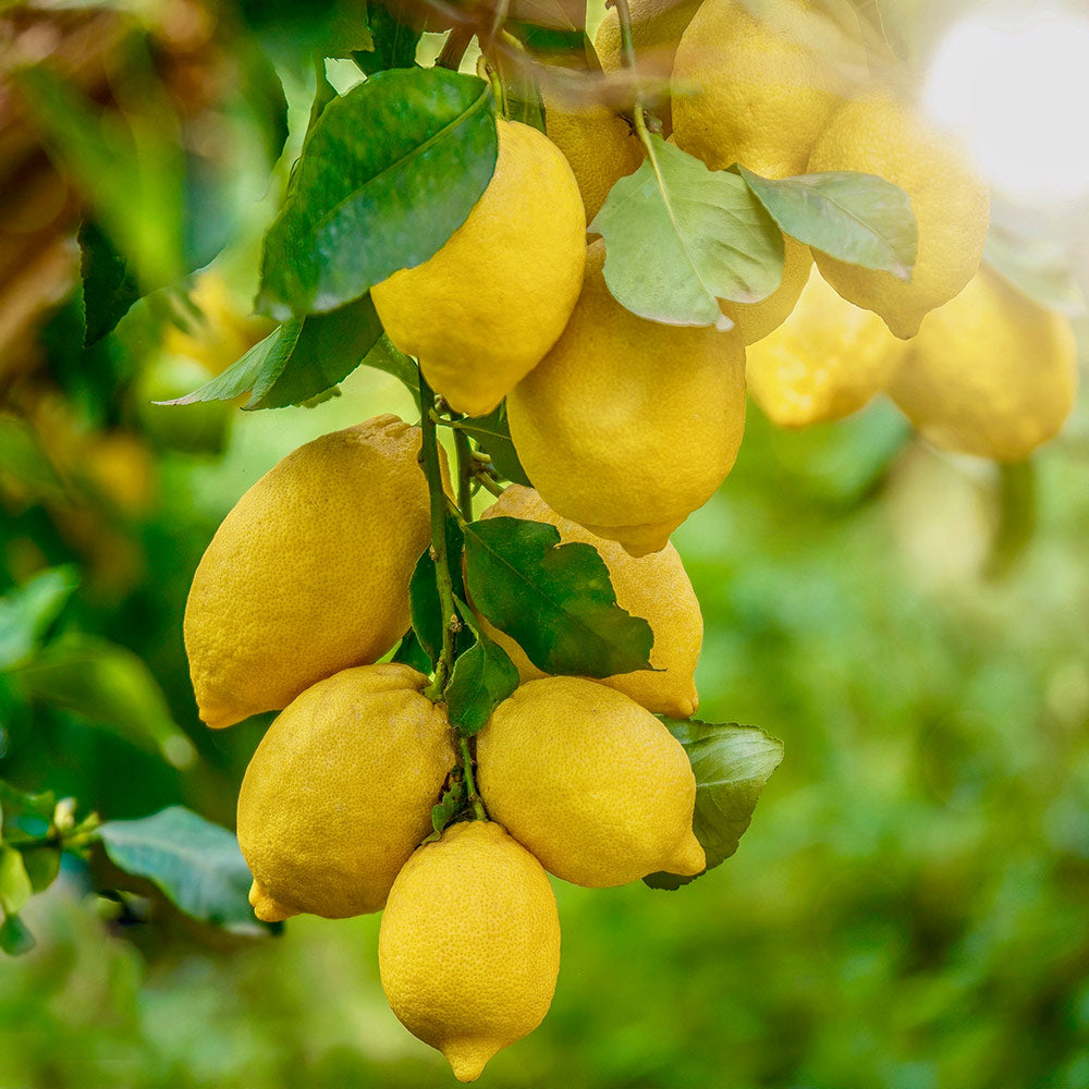 Harvey Lemon Tree - Image 3