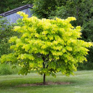 Hearts of Gold Redbud Tree